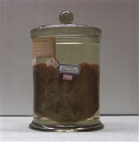 藏品(日本鳶魟)的圖片